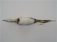 藏品(水雉)的圖片